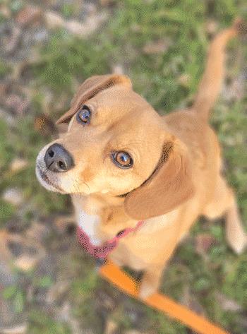 Enlarge Mochi , an adoptable mixed breed in West Decatur, PA image 4/6