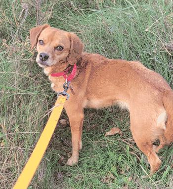 Enlarge Mochi , an adoptable mixed breed in West Decatur, PA image 2/6