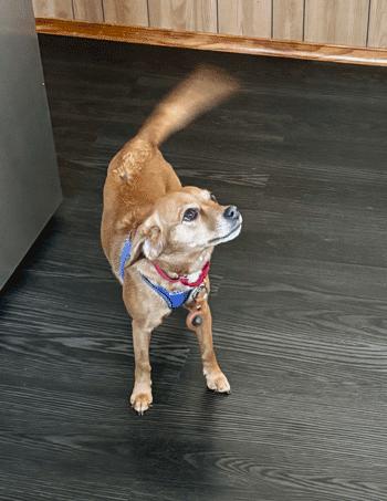 Enlarge Mochi , an adoptable mixed breed in West Decatur, PA image 1/6