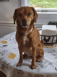 Enlarge Mochi , an adoptable mixed breed in West Decatur, PA image 5/6