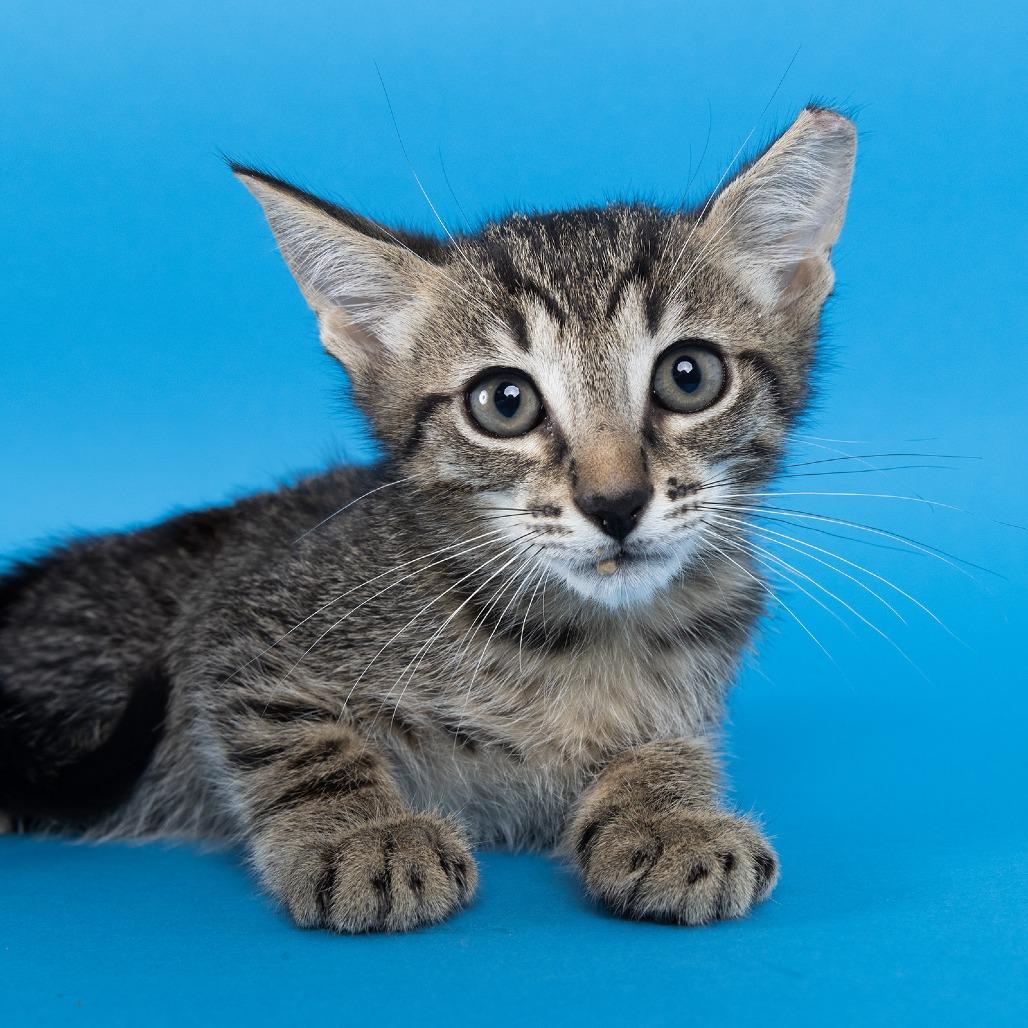 Ravi, Adoptable, Kitten Male Domestic Short Hair.