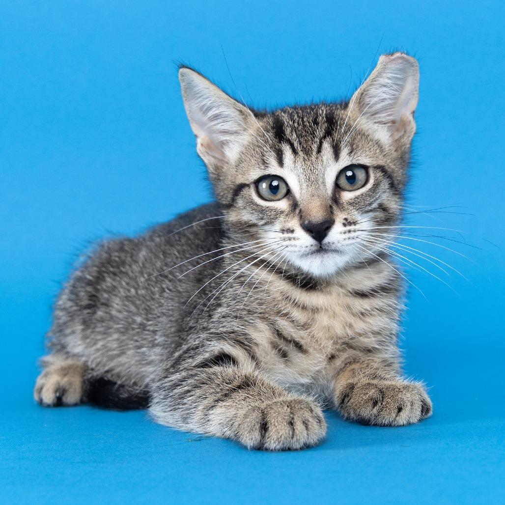 Enlarge Ravi, a Adoptable Domestic Short Hair in Franklin, TN image 2/2