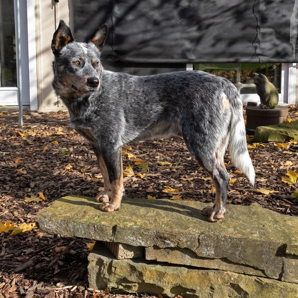 Jacob, Adoptable, Adult Male Australian Cattle Dog / Blue Heeler.