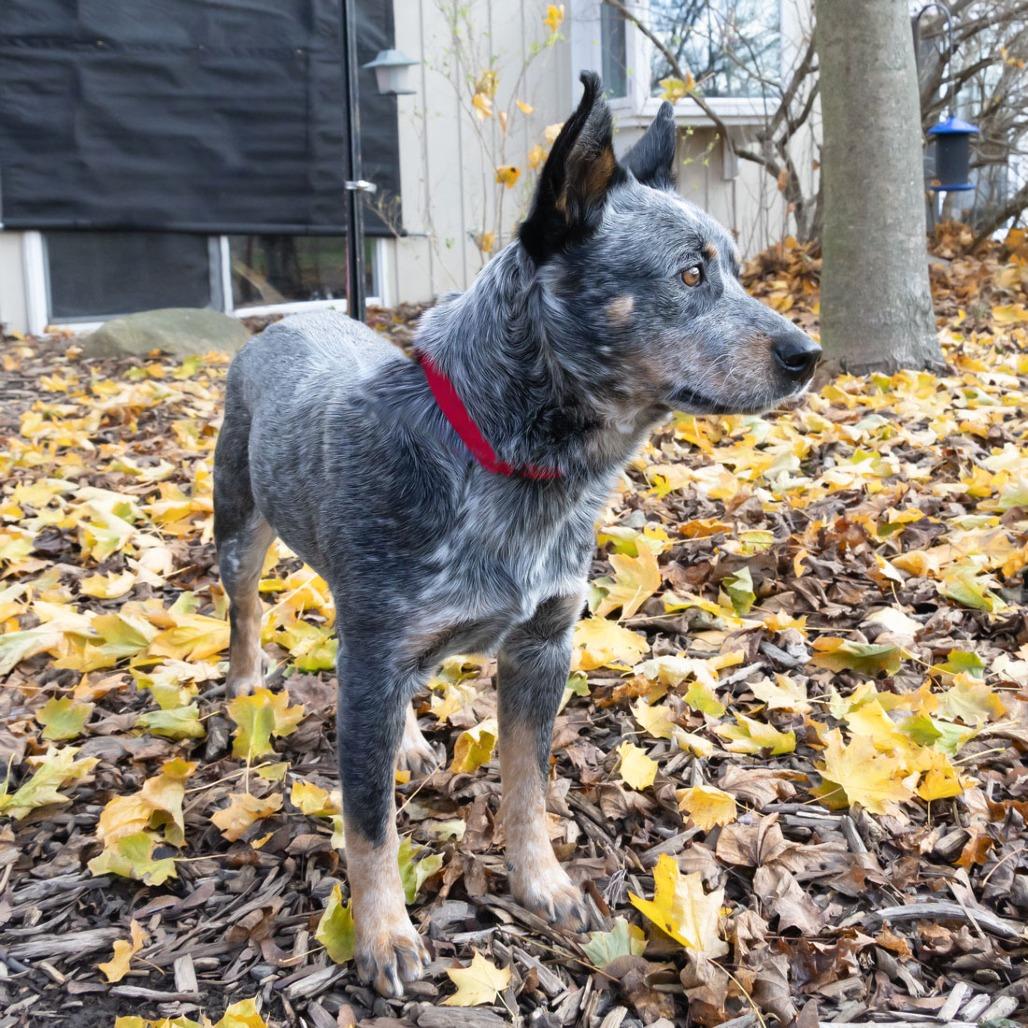 Enlarge Jacob, a Adoptable Australian Cattle Dog / Blue Heeler in McKean, PA image 2/6