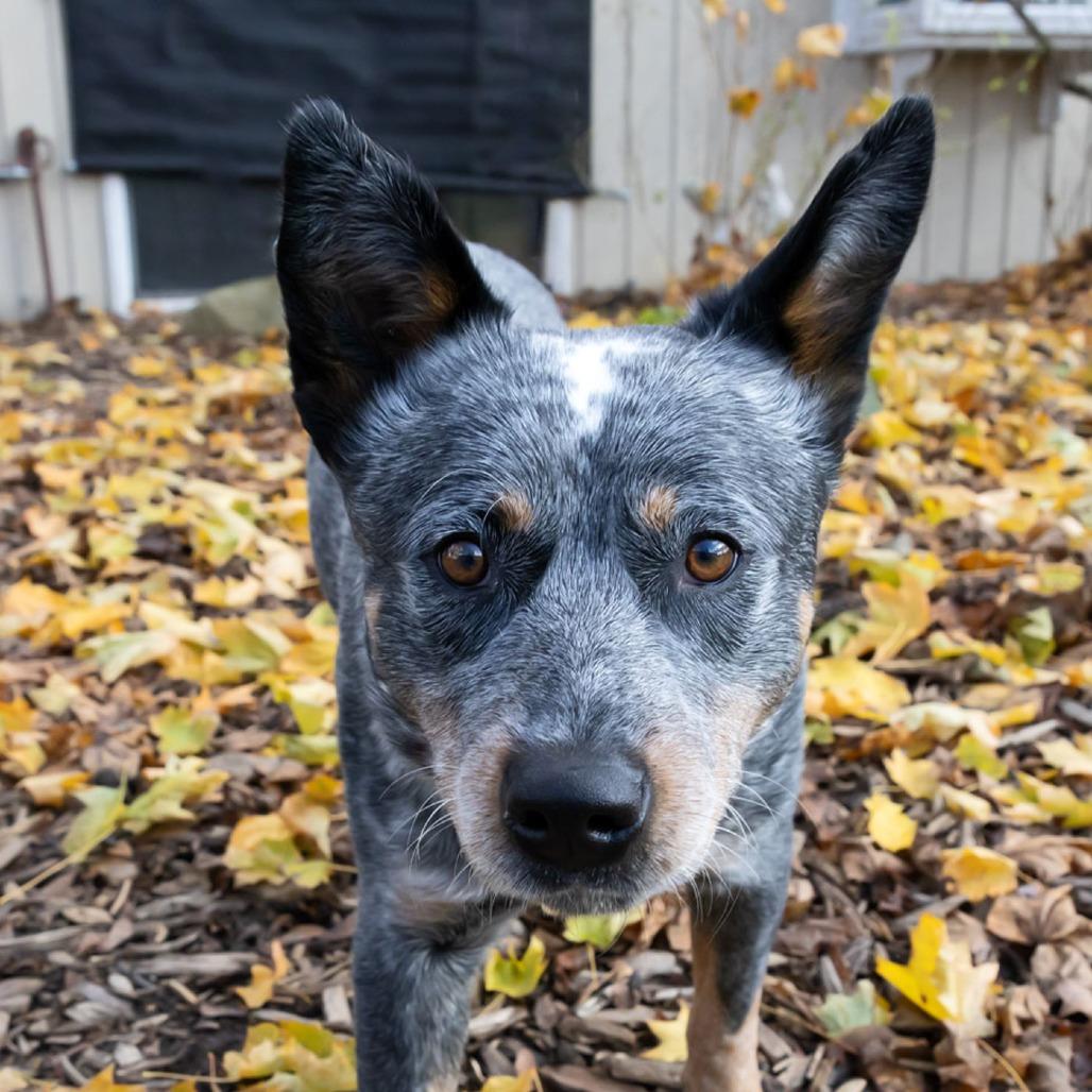 Enlarge Jacob, a Adoptable Australian Cattle Dog / Blue Heeler in McKean, PA image 3/6