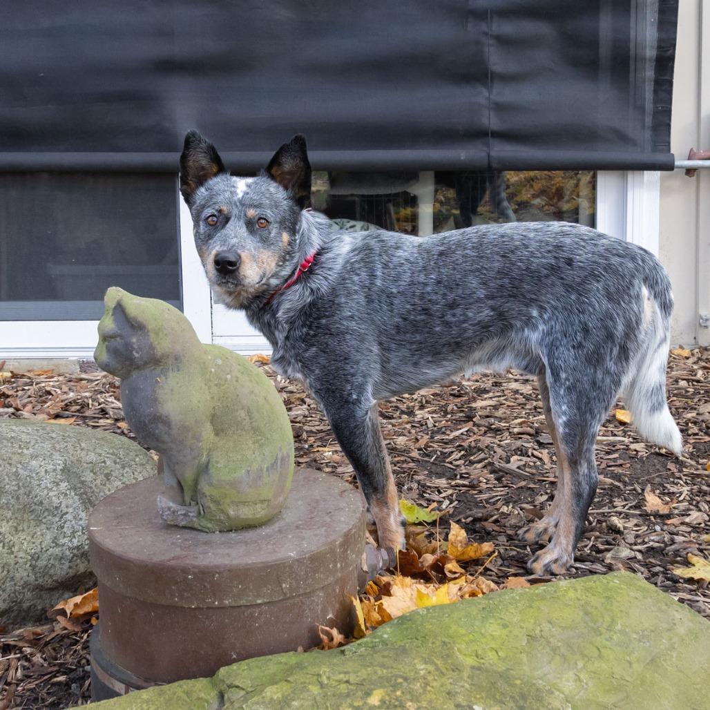Enlarge Jacob, a Adoptable Australian Cattle Dog / Blue Heeler in McKean, PA image 4/6