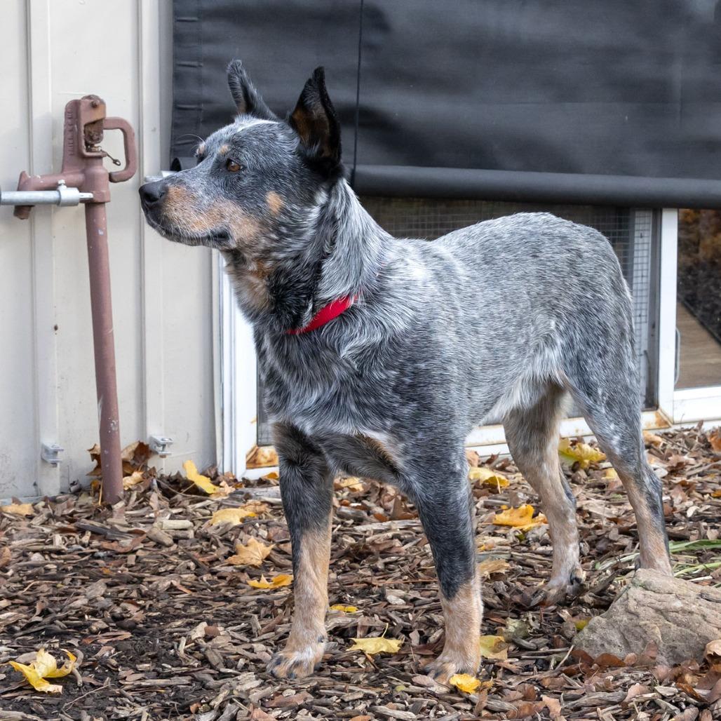 Enlarge Jacob, a Adoptable Australian Cattle Dog / Blue Heeler in McKean, PA image 5/6
