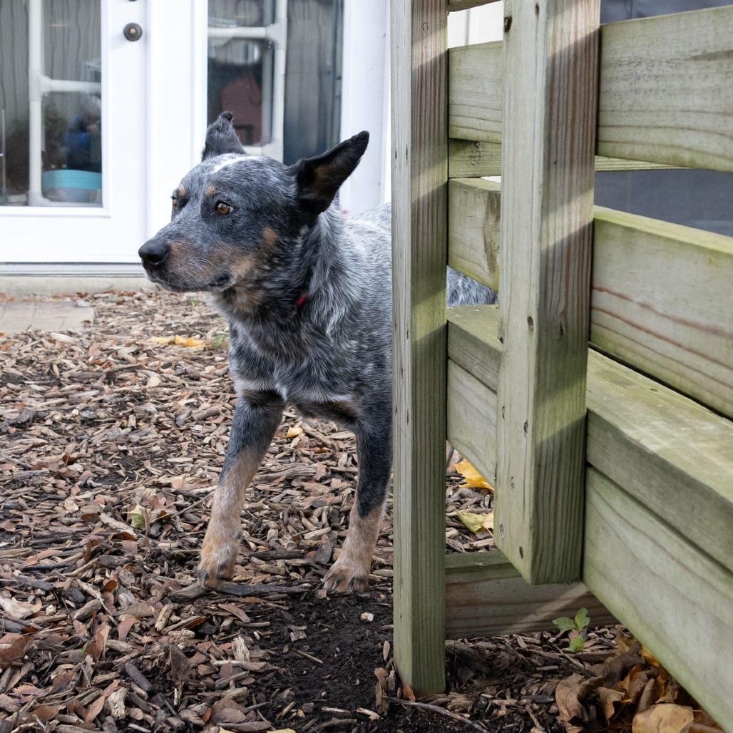 Enlarge Jacob, a Adoptable Australian Cattle Dog / Blue Heeler in McKean, PA image 6/6