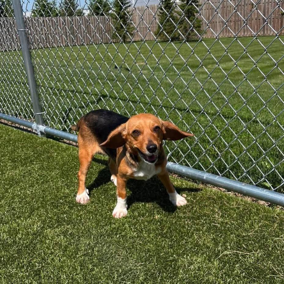 Enlarge Ariel, an adopted Beagle in Alburtis, PA image 2/5