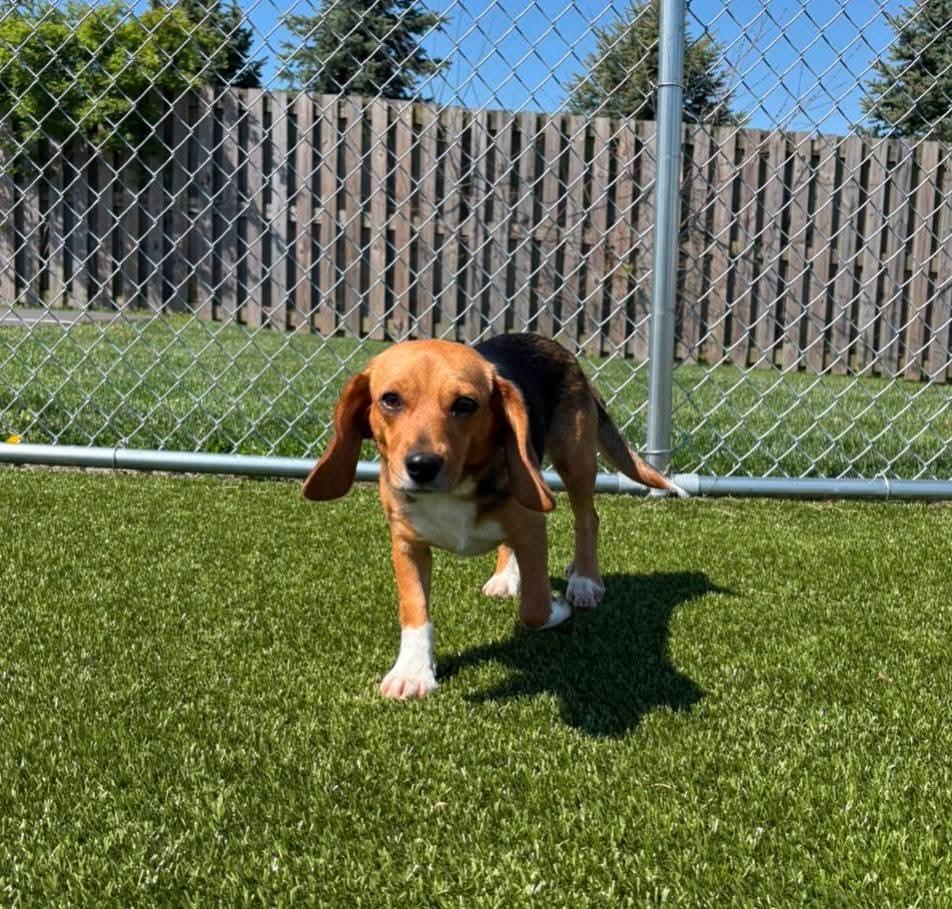Enlarge Ariel, an adopted Beagle in Alburtis, PA image 4/5