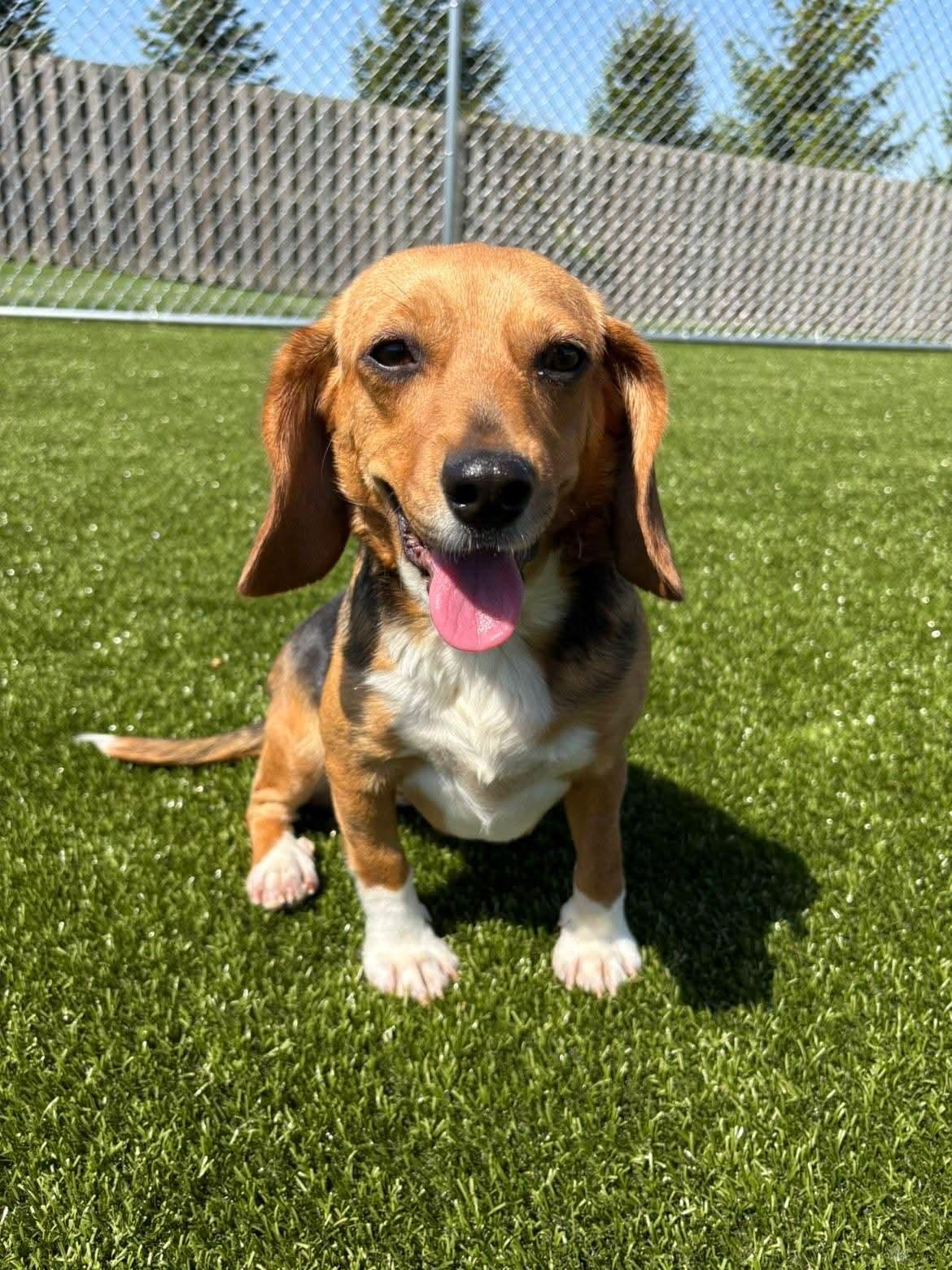 Ariel, adopted, Young Female Beagle.