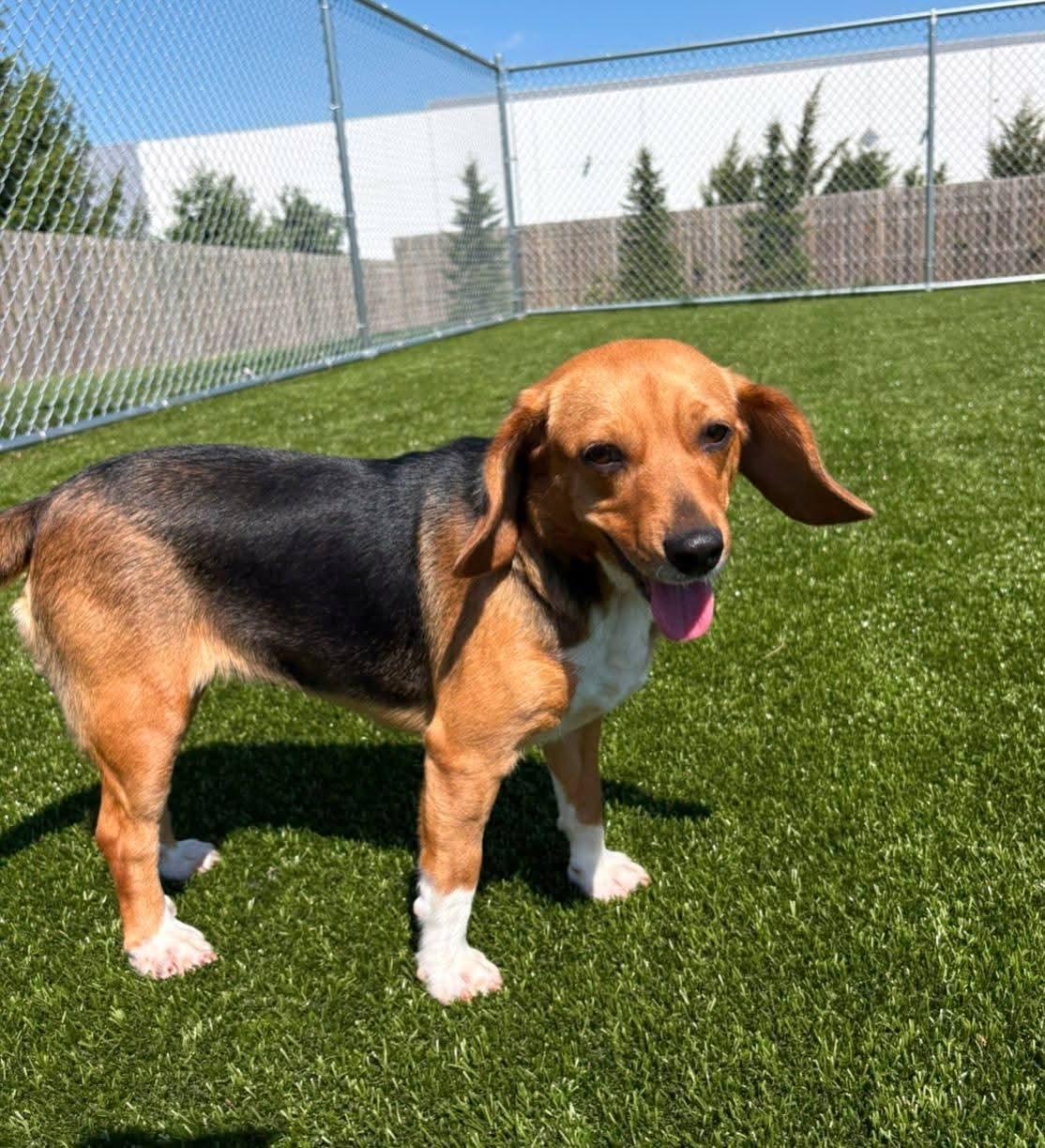 Enlarge Ariel, an adopted Beagle in Alburtis, PA image 3/5