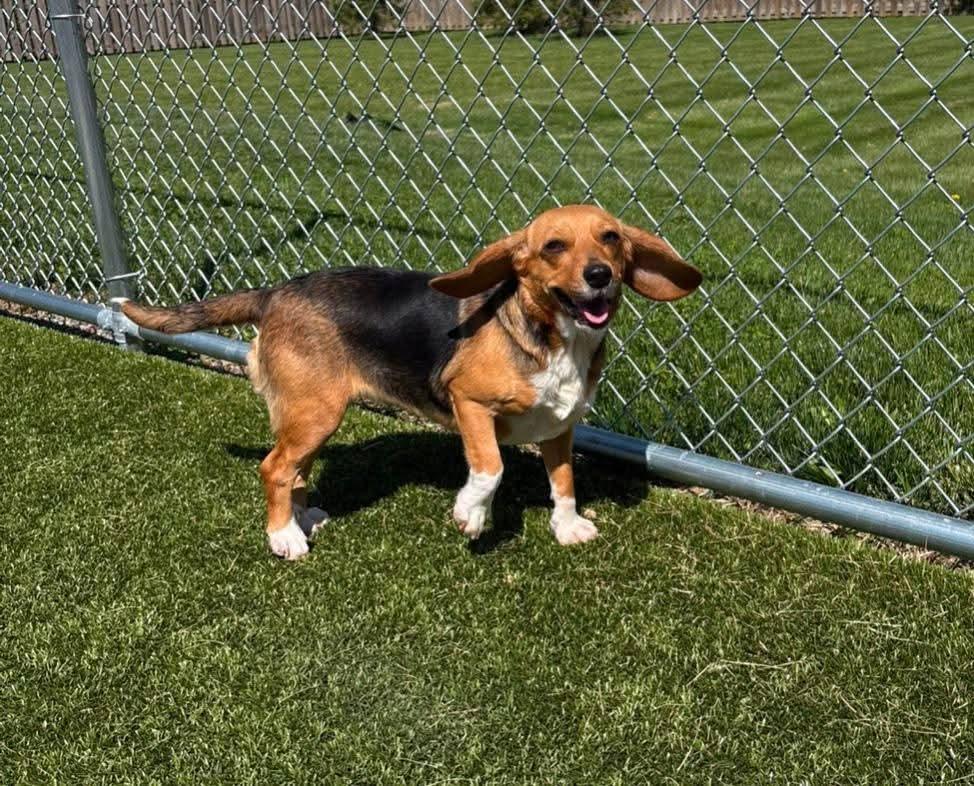 Enlarge Ariel, an adopted Beagle in Alburtis, PA image 5/5