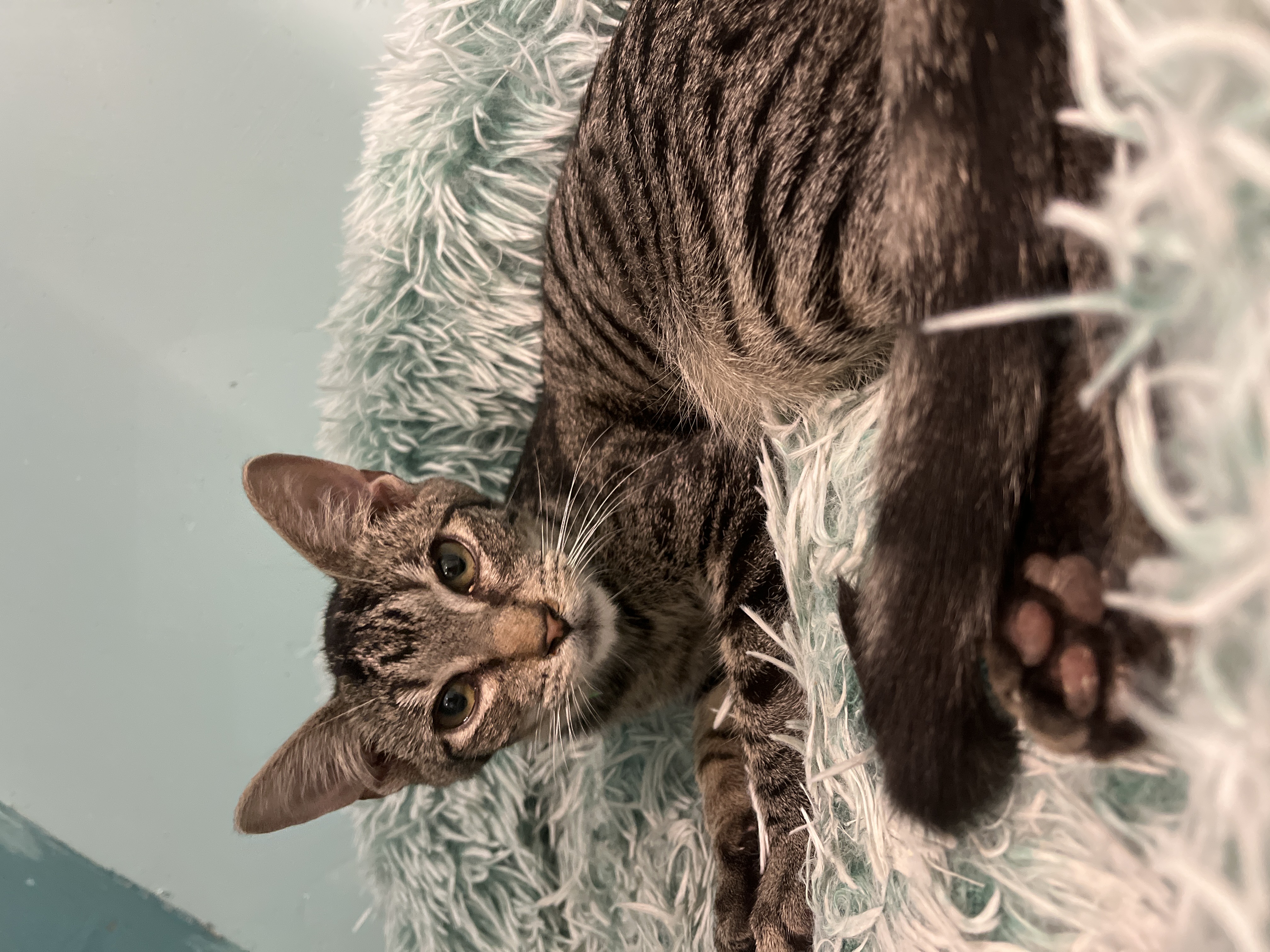 Dakota, a Adoptable Domestic Short Hair in Aiea, HI image 2/2