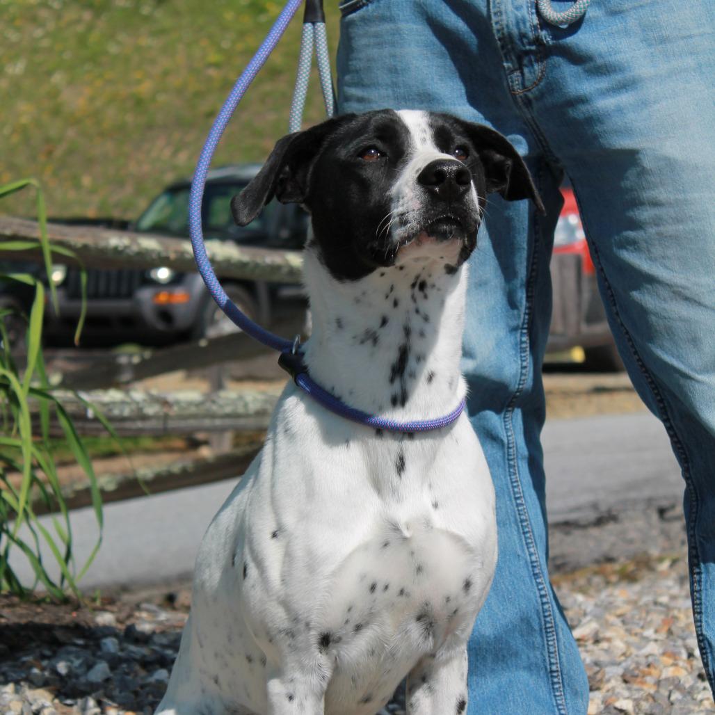 Sissy, Adoptable, Adult Female Cattle Dog & Mixed Breed.