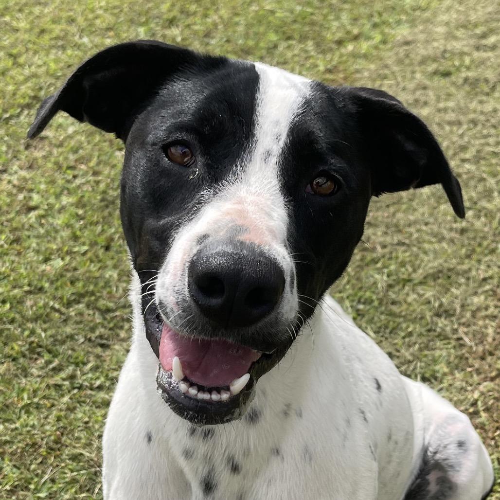 Enlarge Sissy, a Adoptable mixed breed in Blairsville, GA image 2/6