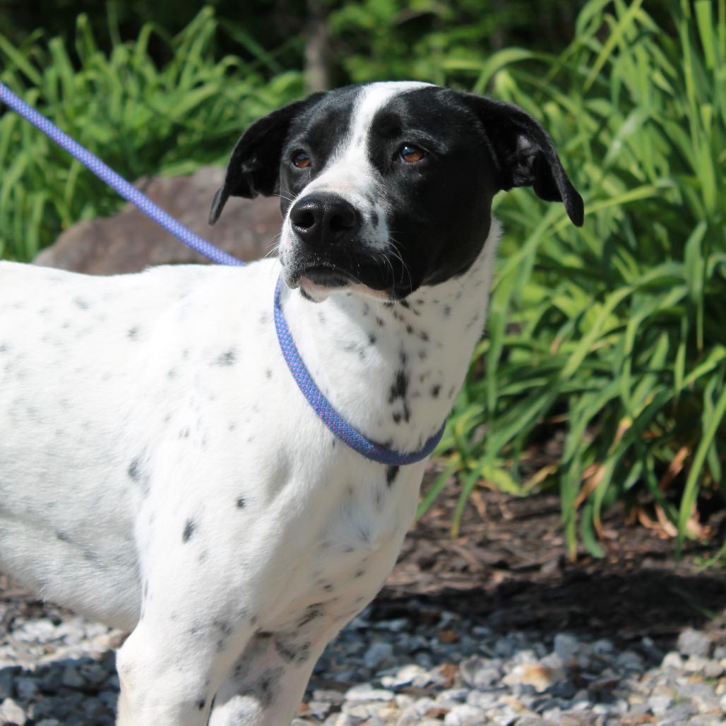 Enlarge Sissy, a Adoptable mixed breed in Blairsville, GA image 3/6