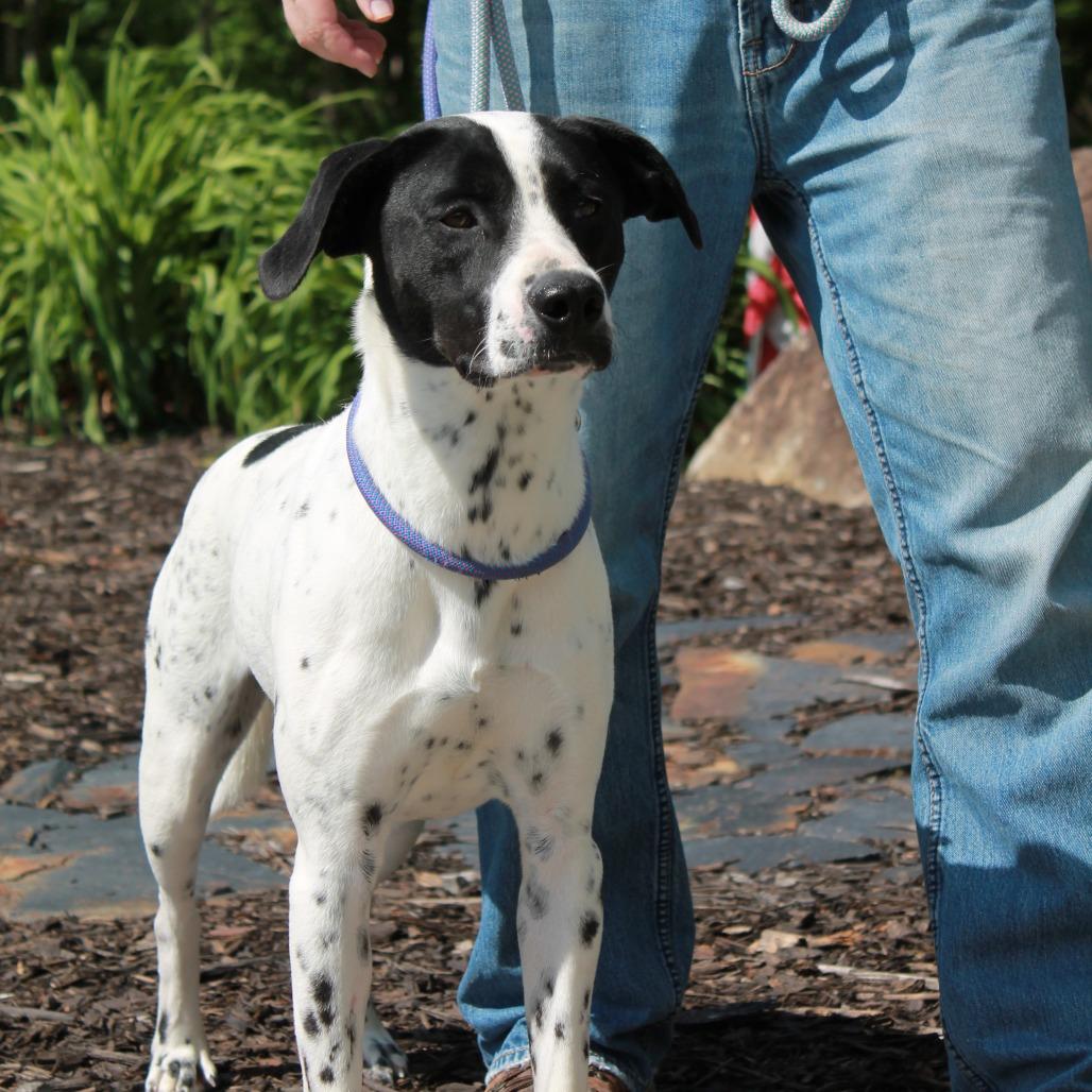 Enlarge Sissy, a Adoptable mixed breed in Blairsville, GA image 4/6