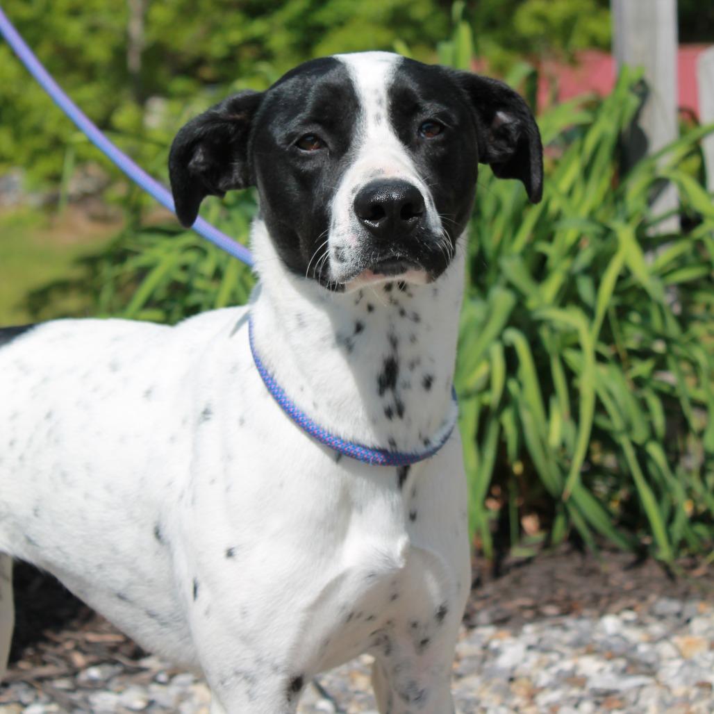 Enlarge Sissy, a Adoptable mixed breed in Blairsville, GA image 5/6