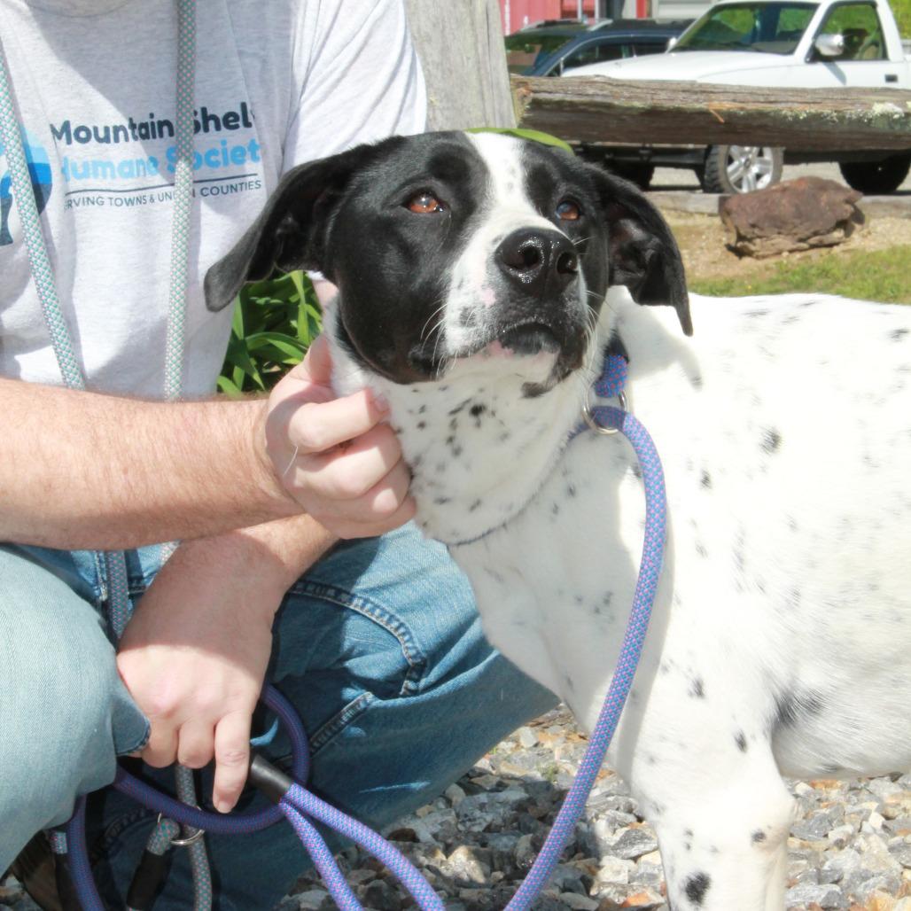 Enlarge Sissy, a Adoptable mixed breed in Blairsville, GA image 6/6