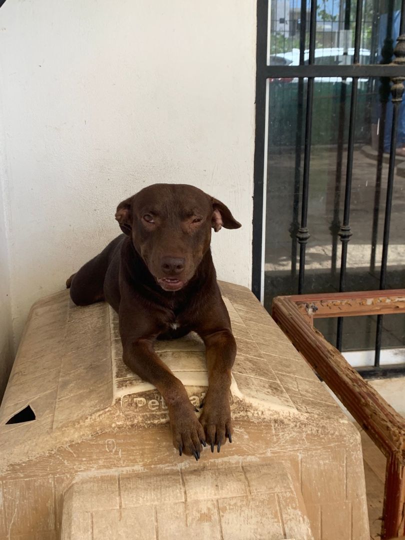 Canela, Adoptable, Adult Female Mixed Breed.