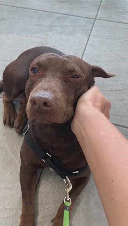 Enlarge Canela, a Adoptable mixed breed in San Diego, CA video 5/5