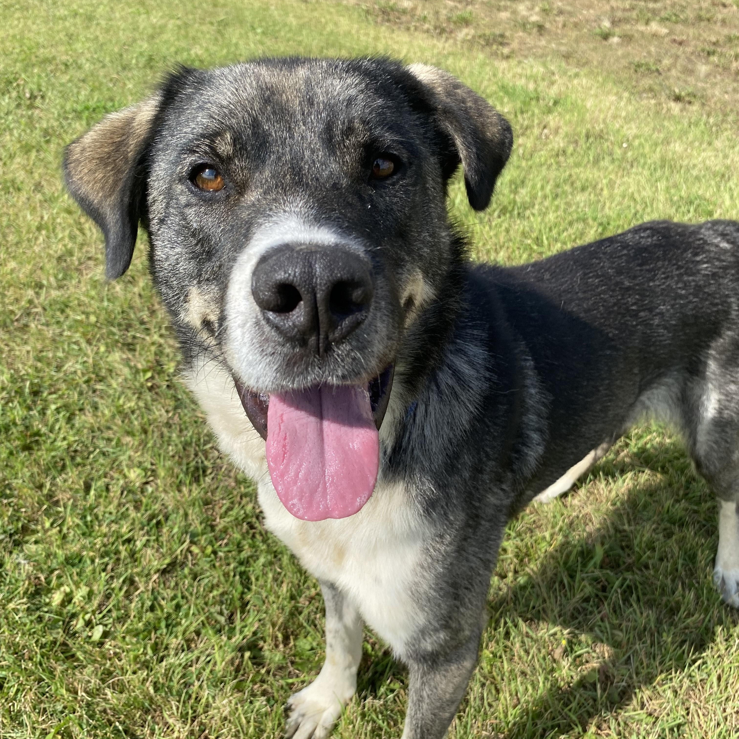 Enlarge Spencer, a ADOPTABLE mixed breed in Melfort, SK image 1/1
