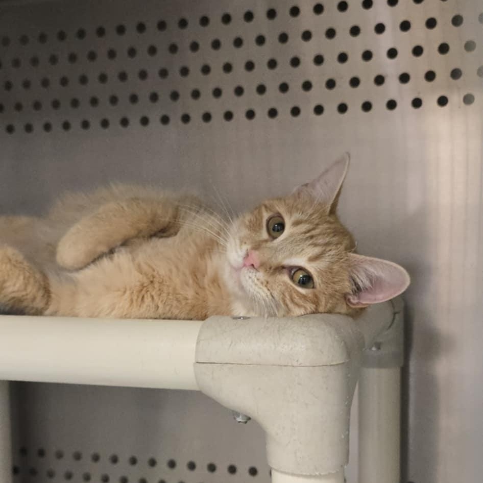 Enlarge Clementine, an adopted Domestic Short Hair in Orange, VA image 1/1