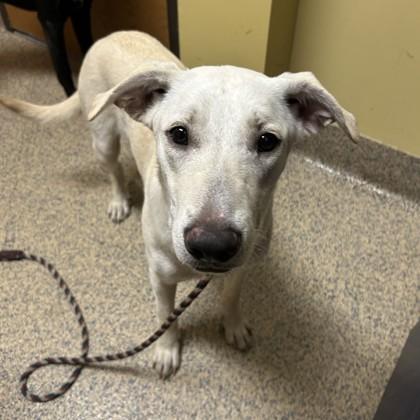 Precious, Adoptable, Adult Female Labrador Retriever & Mixed Breed.
