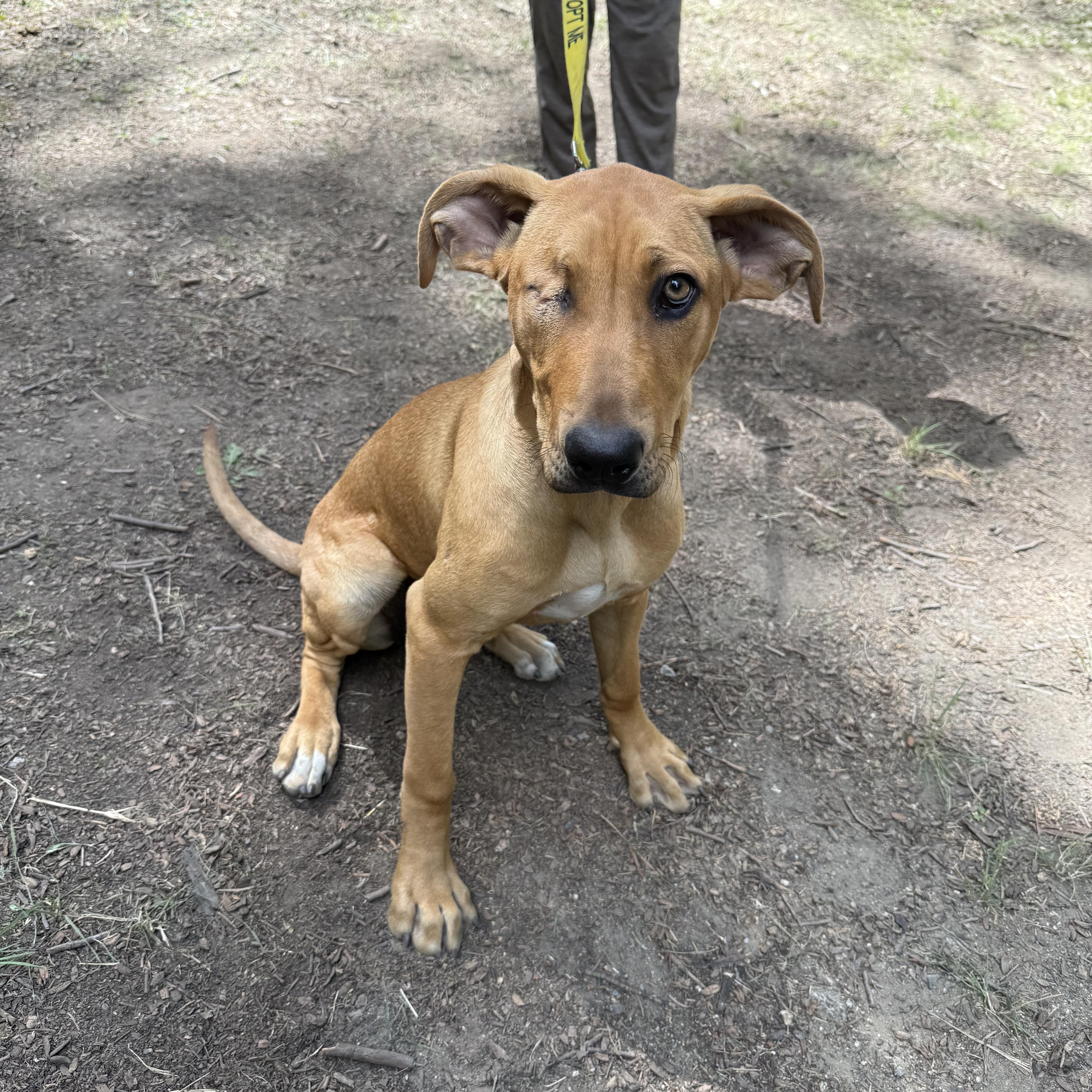 Enlarge Jackie, a Adoptable mixed breed in San Diego, CA image 4/5