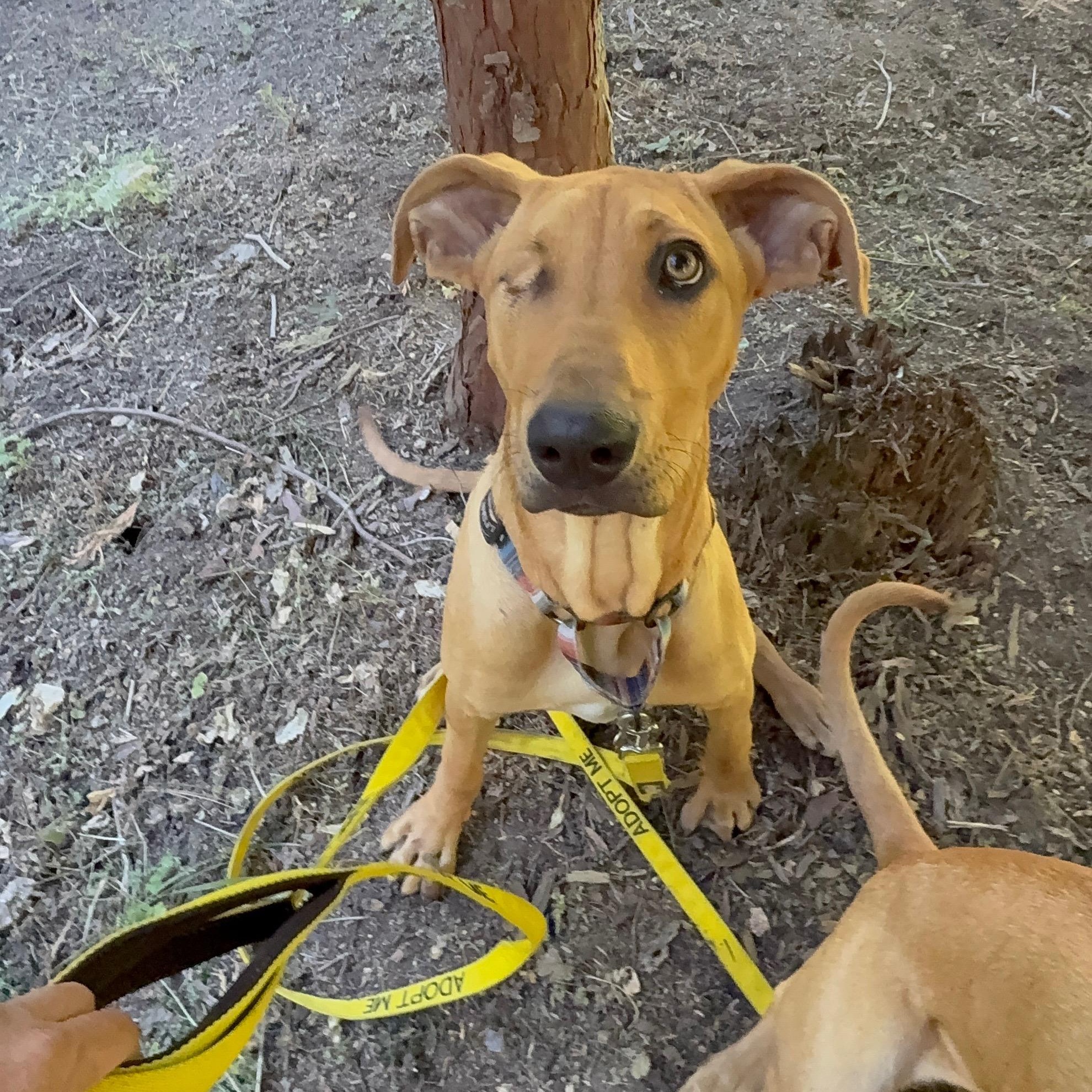 Enlarge Jackie, a Adoptable mixed breed in San Diego, CA image 2/5