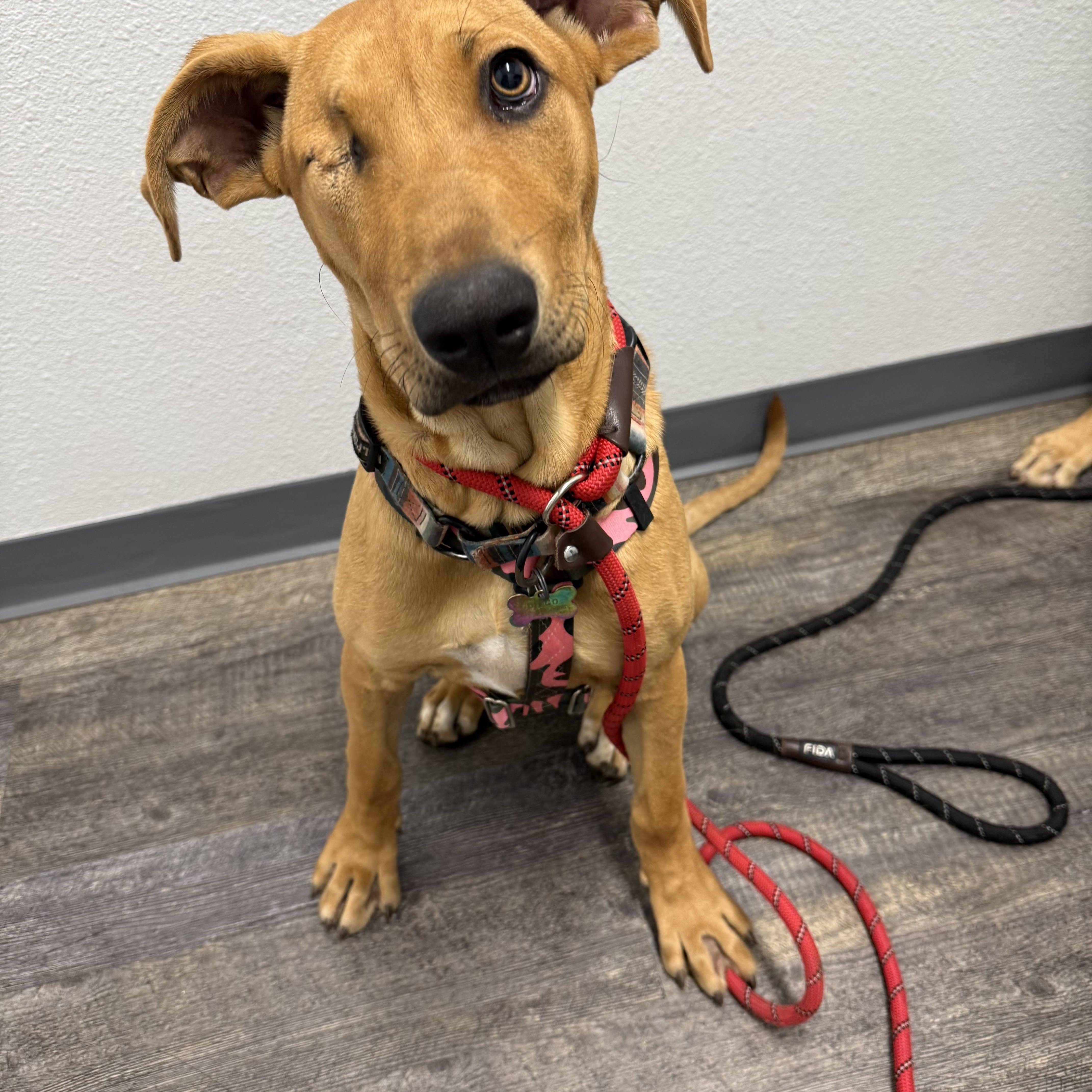 Jackie, Adoptable, Young Female Rhodesian Ridgeback.