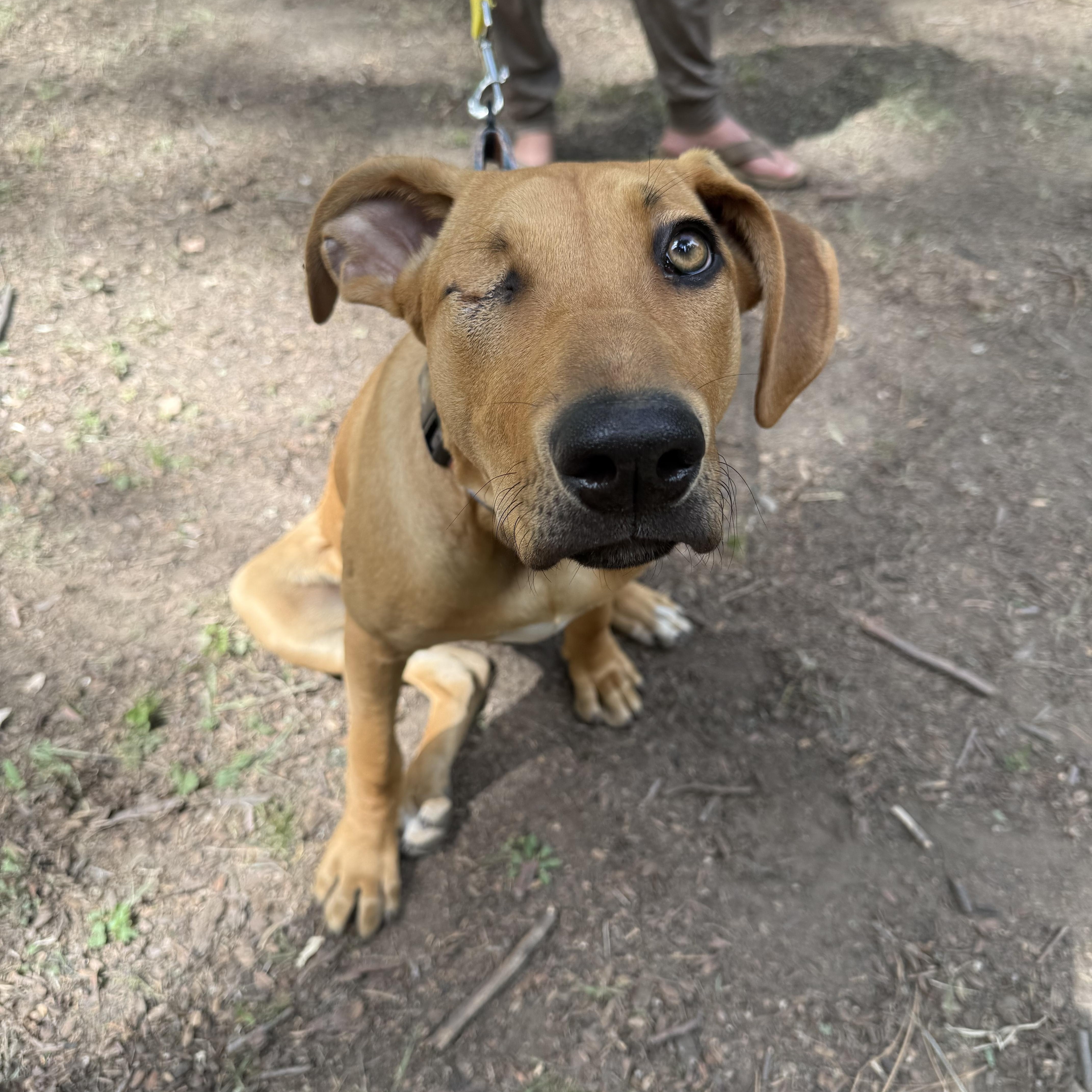 Enlarge Jackie, a Adoptable mixed breed in San Diego, CA image 3/5