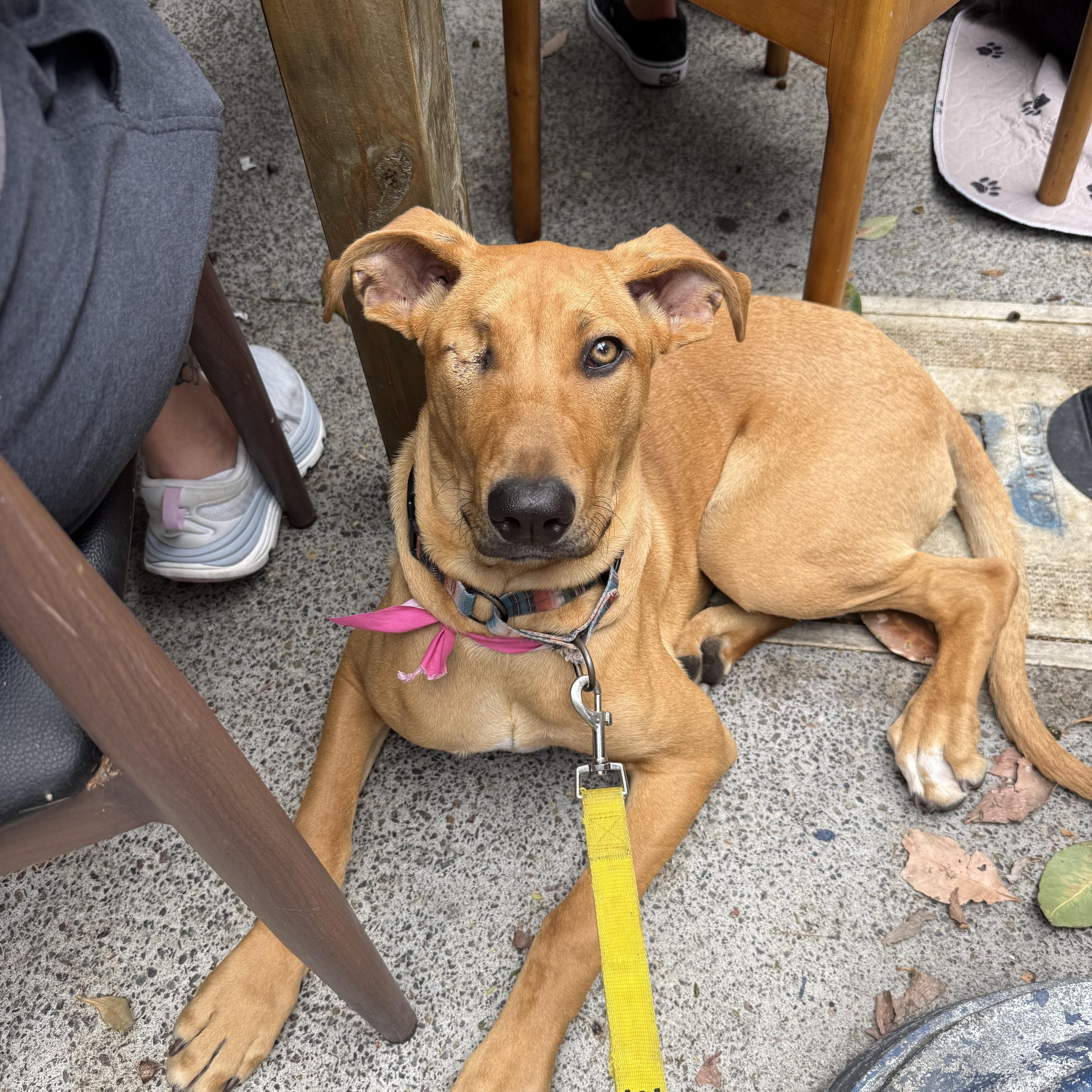 Enlarge Jackie, a Adoptable mixed breed in San Diego, CA image 5/5