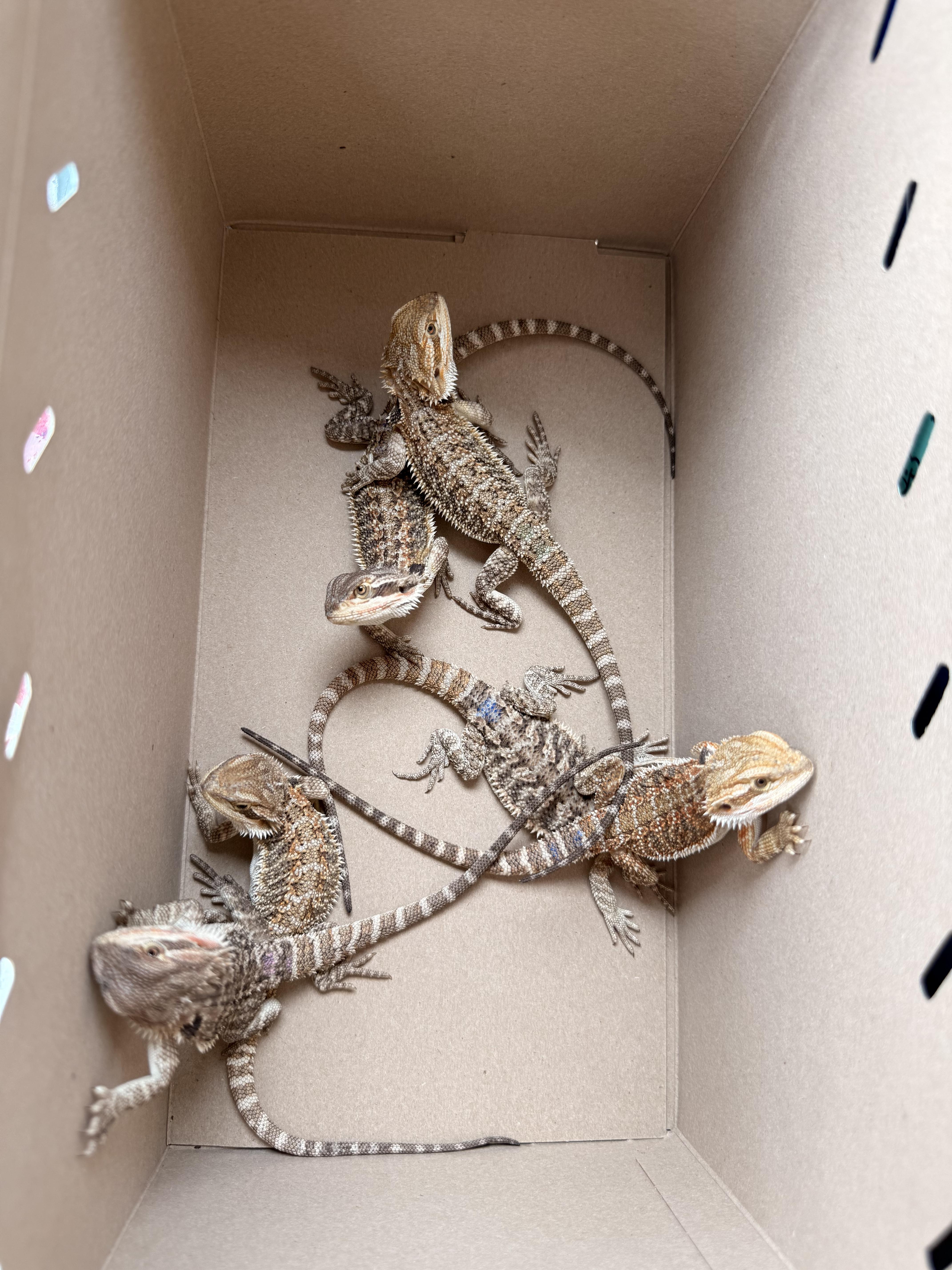 Sencha, an adopted Bearded Dragon in JACKSON, NJ image 3/3