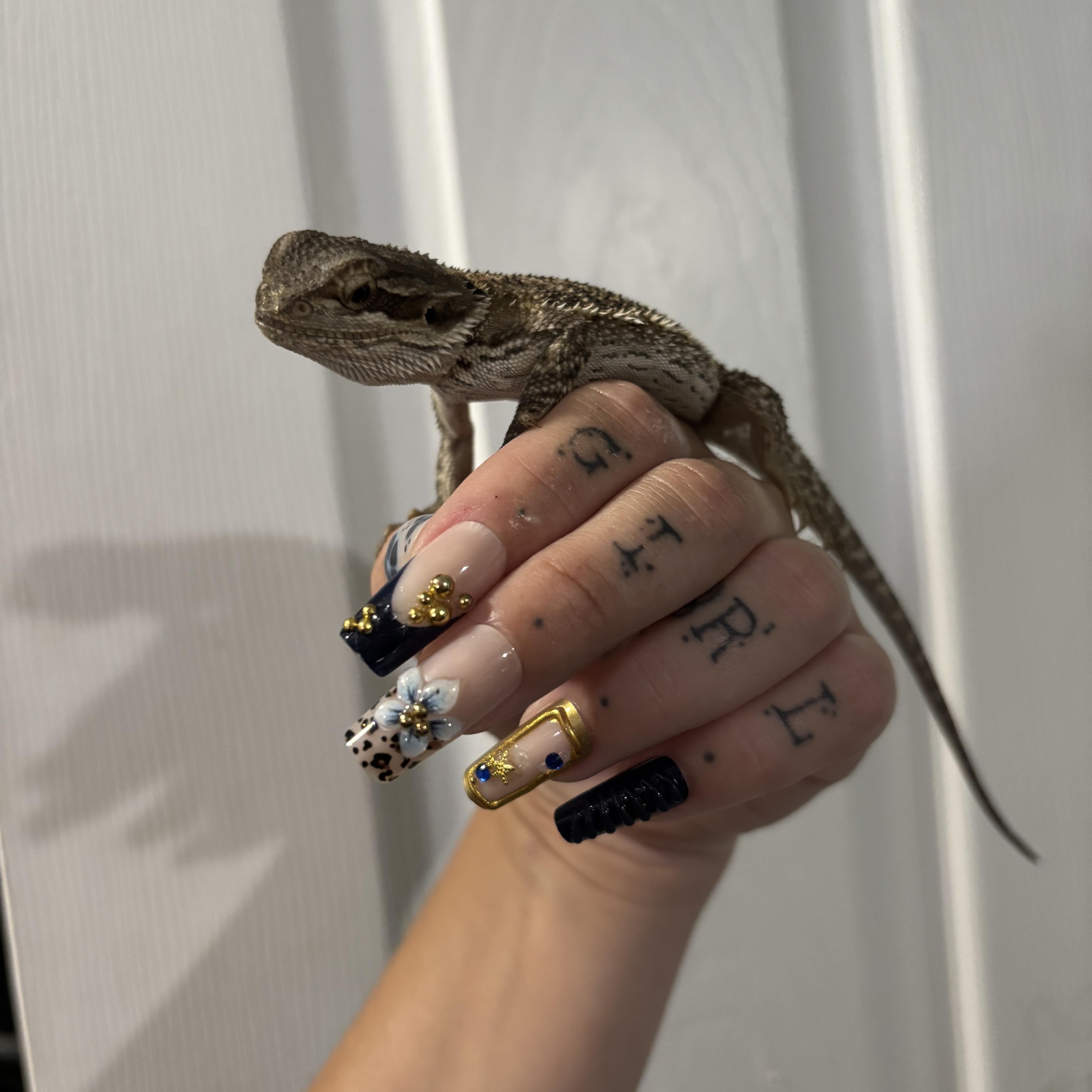 Sencha, an adopted Bearded Dragon in JACKSON, NJ image 2/3