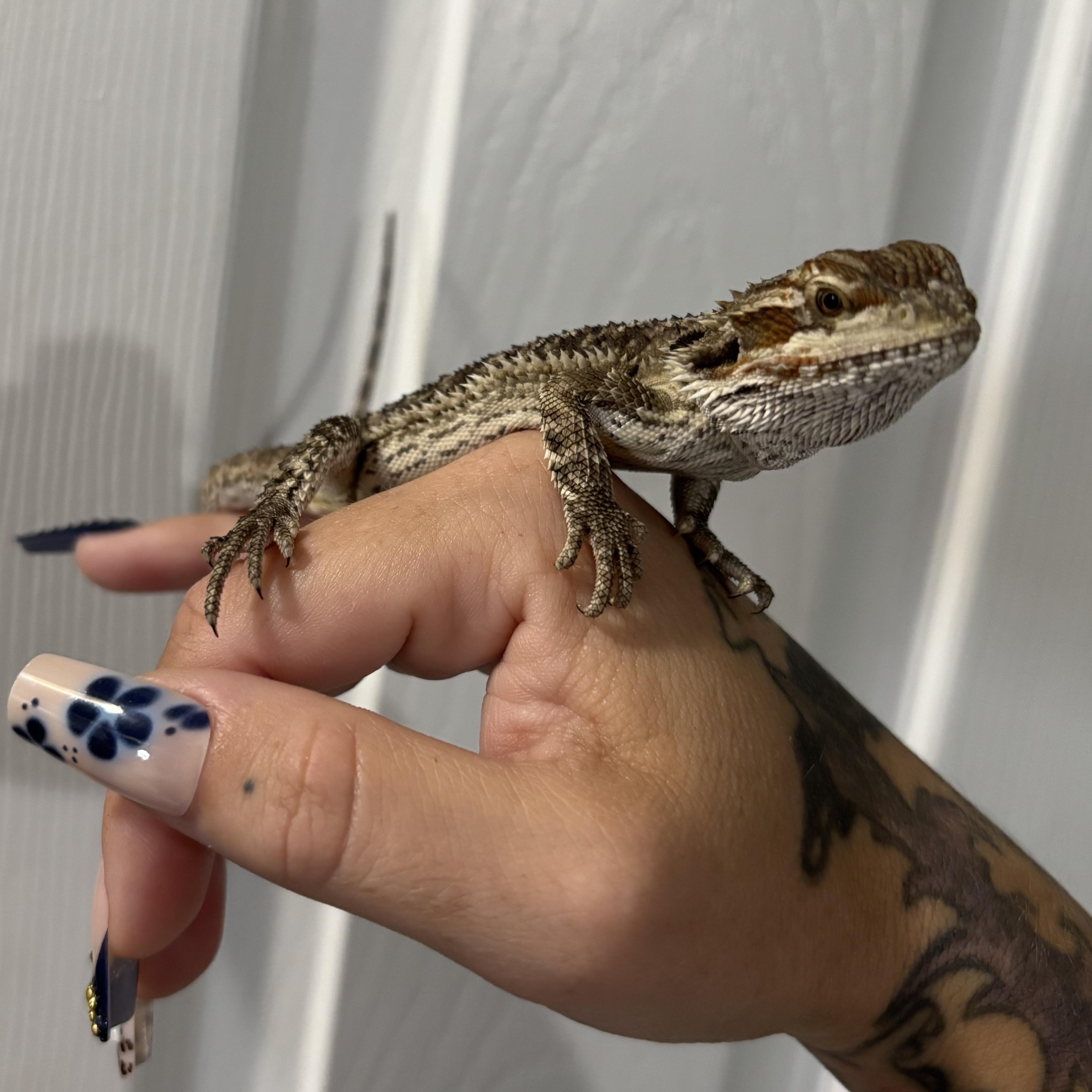 Sencha, an adopted Bearded Dragon in JACKSON, NJ image 1/3