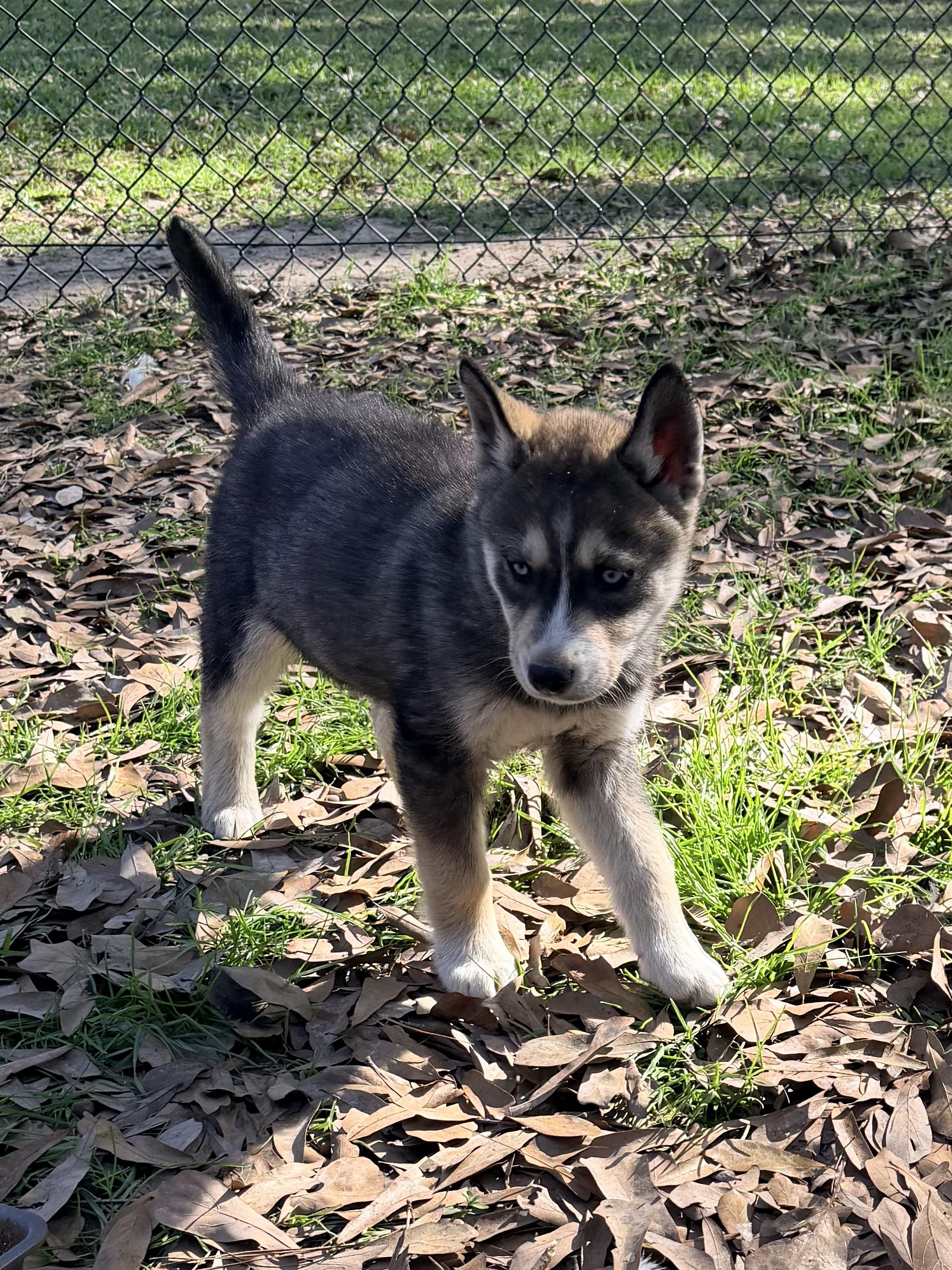 Enlarge Aspen, a ADOPTABLE mixed breed in Baker, LA image 2/3