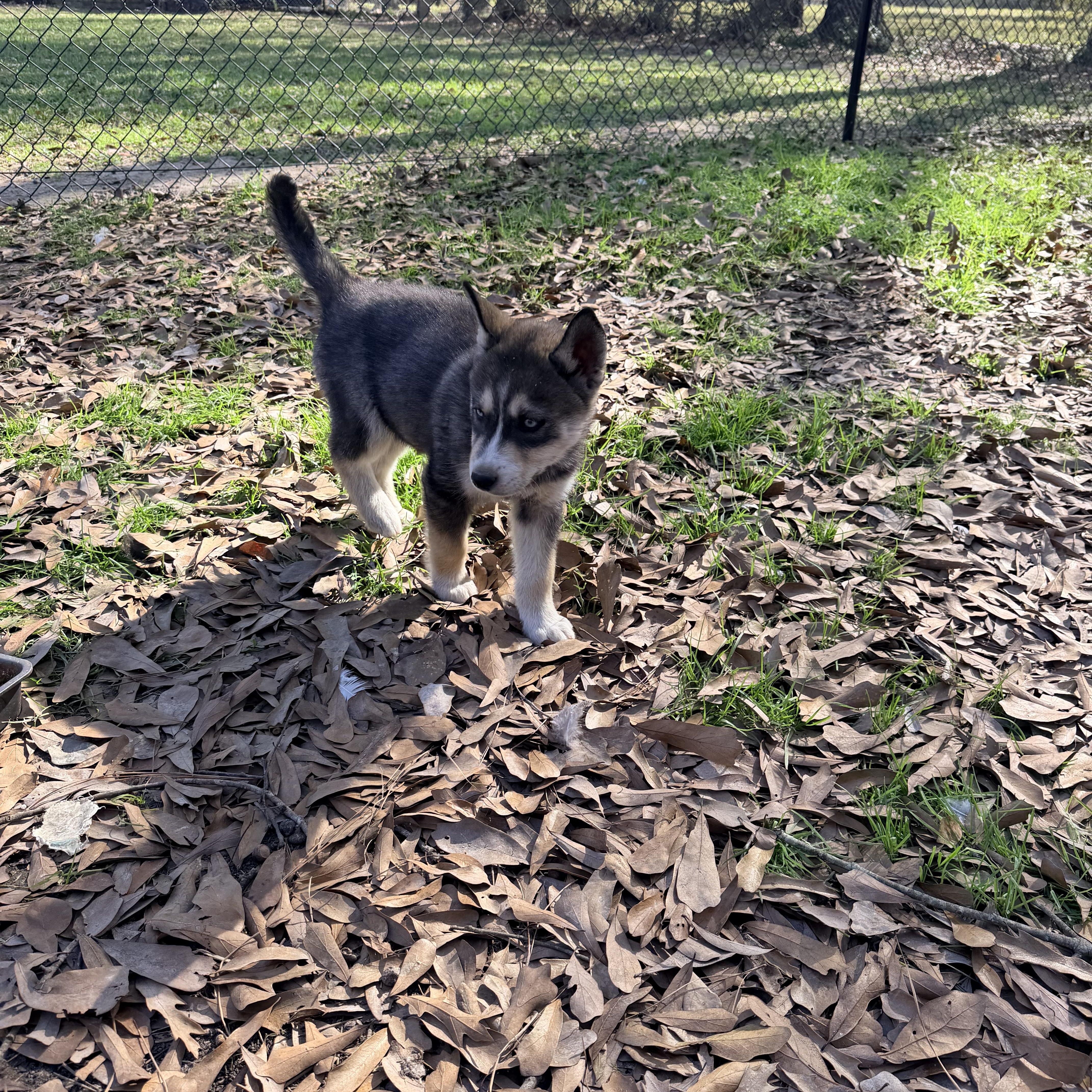 Aspen, ADOPTABLE, Puppy Female Husky.