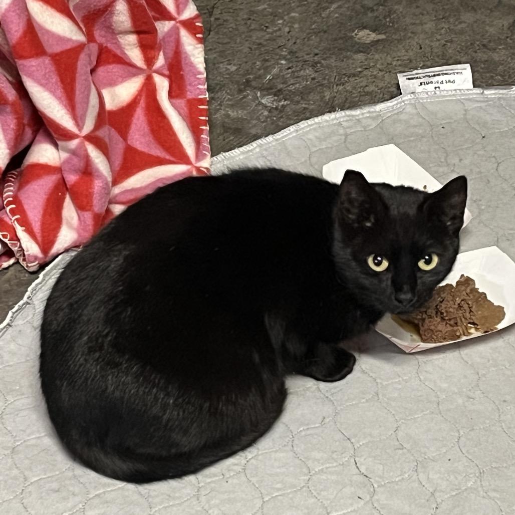 Enlarge Birch, a Adoptable Domestic Short Hair in Lynchburg, VA image 1/1