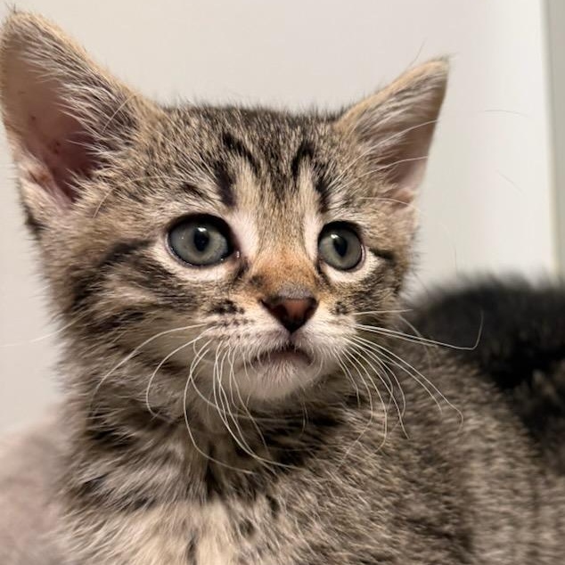 Enlarge Jill, a ADOPTABLE Tabby in St. Marys, WV image 1/3