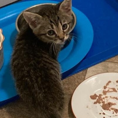 Enlarge Jill, a ADOPTABLE Tabby in St. Marys, WV image 2/3