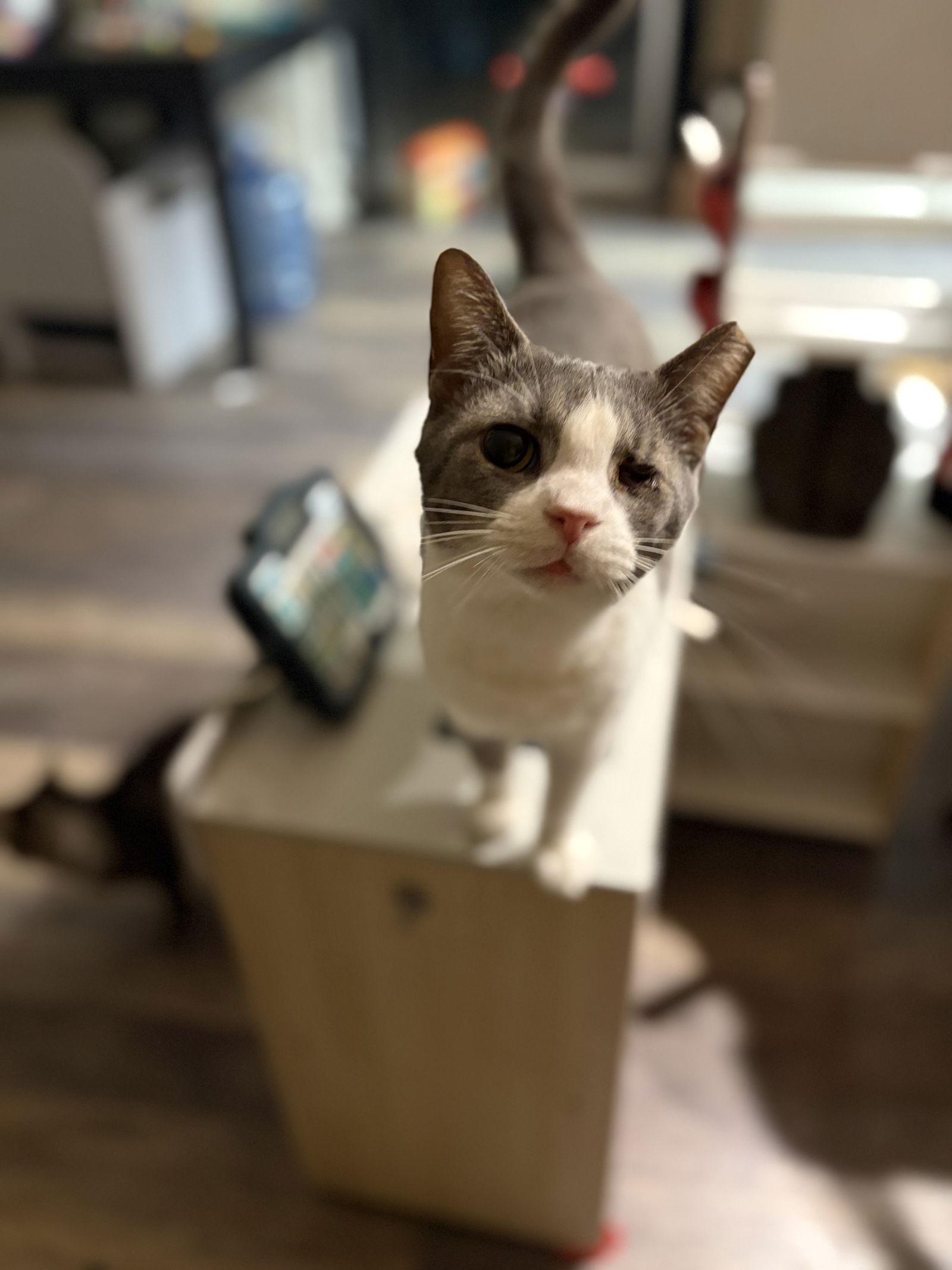 Trista, Adoptable, Adult Female Domestic Short Hair.