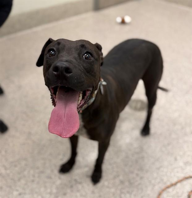 ROXY, Adoptable, Adult Female Pit Bull Terrier.