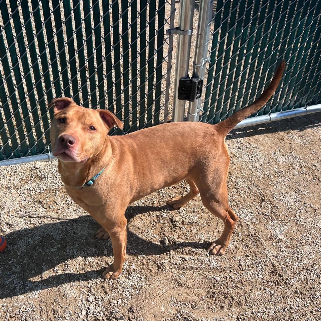 Enlarge Banga, a Adoptable American Staffordshire Terrier in Conshohocken, PA image 1/5