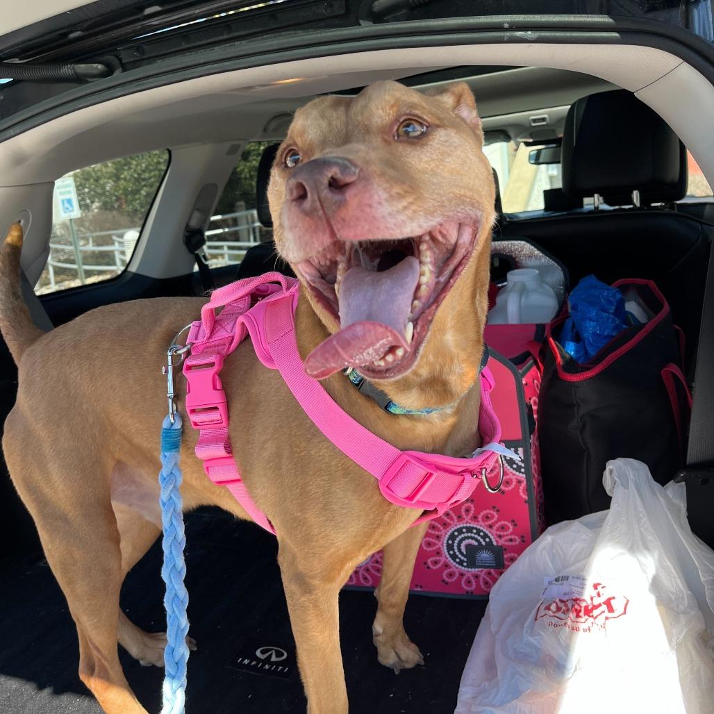 Enlarge Banga, a Adoptable American Staffordshire Terrier in Conshohocken, PA image 2/5