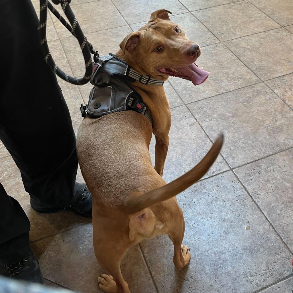 Enlarge Banga, a Adoptable American Staffordshire Terrier in Conshohocken, PA image 3/5