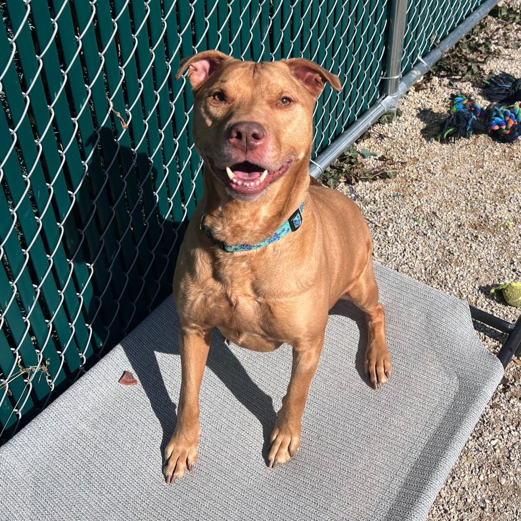 Enlarge Banga, a Adoptable American Staffordshire Terrier in Conshohocken, PA image 4/5