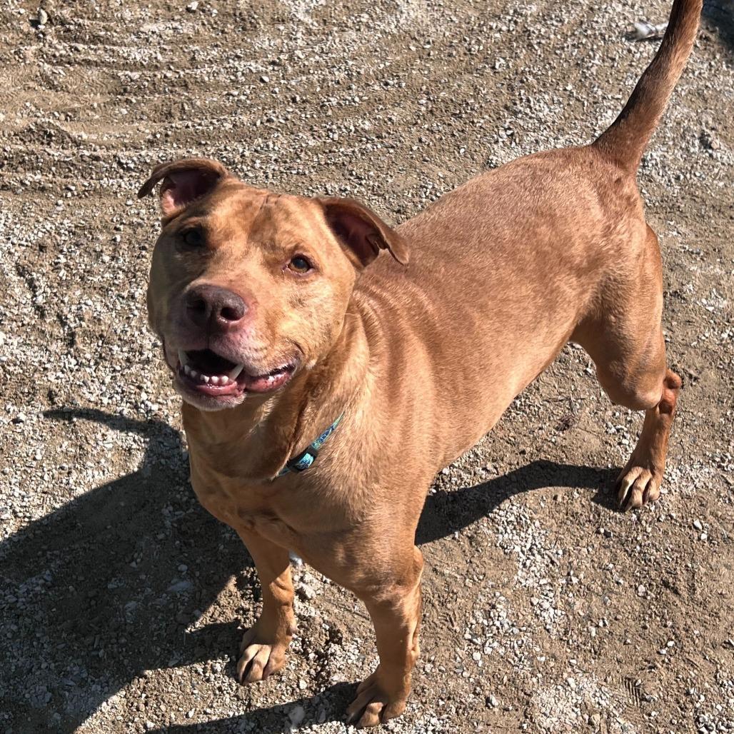 Enlarge Banga, a Adoptable American Staffordshire Terrier in Conshohocken, PA image 5/5