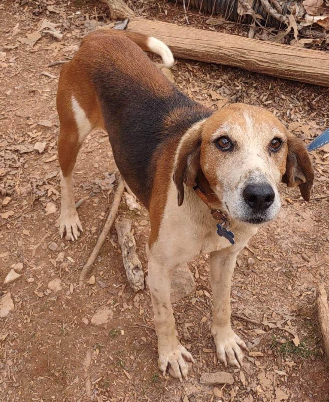Alexander:  Not At the Shelter (Wendy), Adoptable, Senior Male Hound.